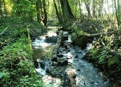 Zdjęcie z galerii: Przyroda