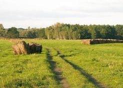Zdjęcie z galerii: Grochów