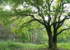 Zdjęcie z galerii: Polanowice