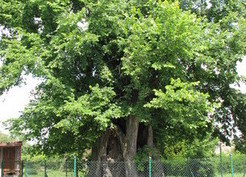 Zdjęcie z galerii: Komorów